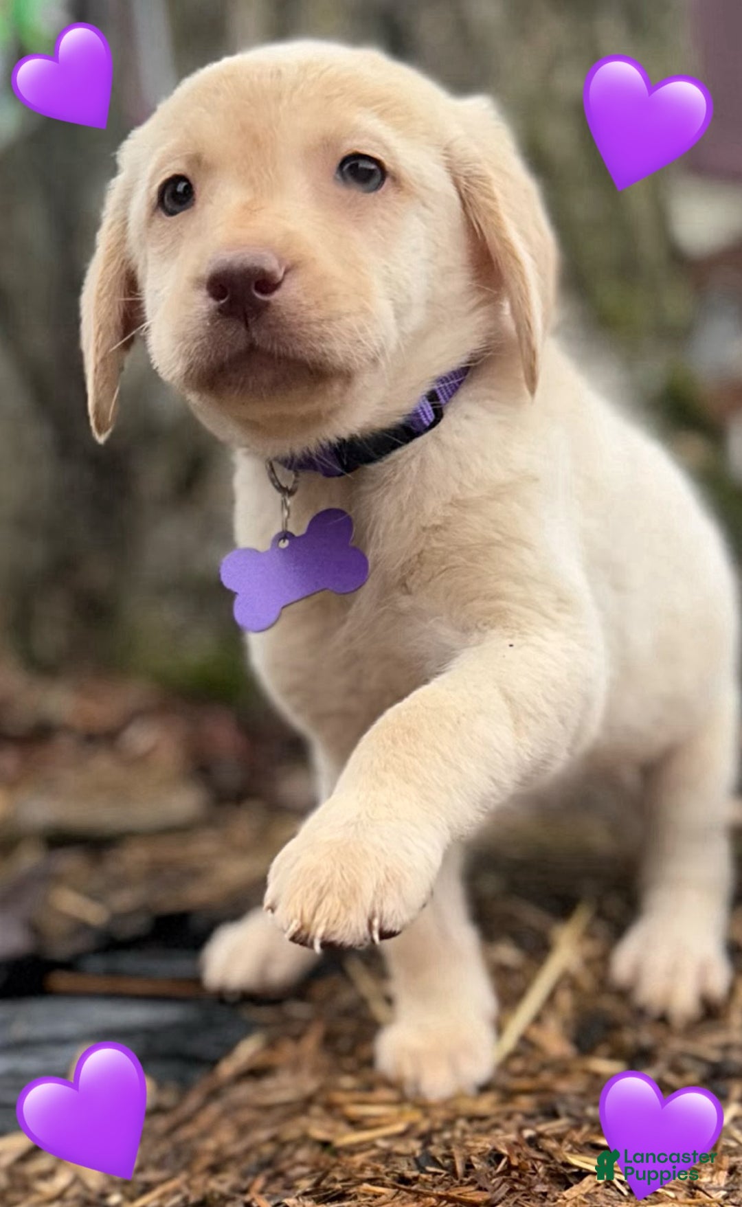 Labrador Retriever dogs for sale: Labrador Retriever Puppy 1 - Ad 13
