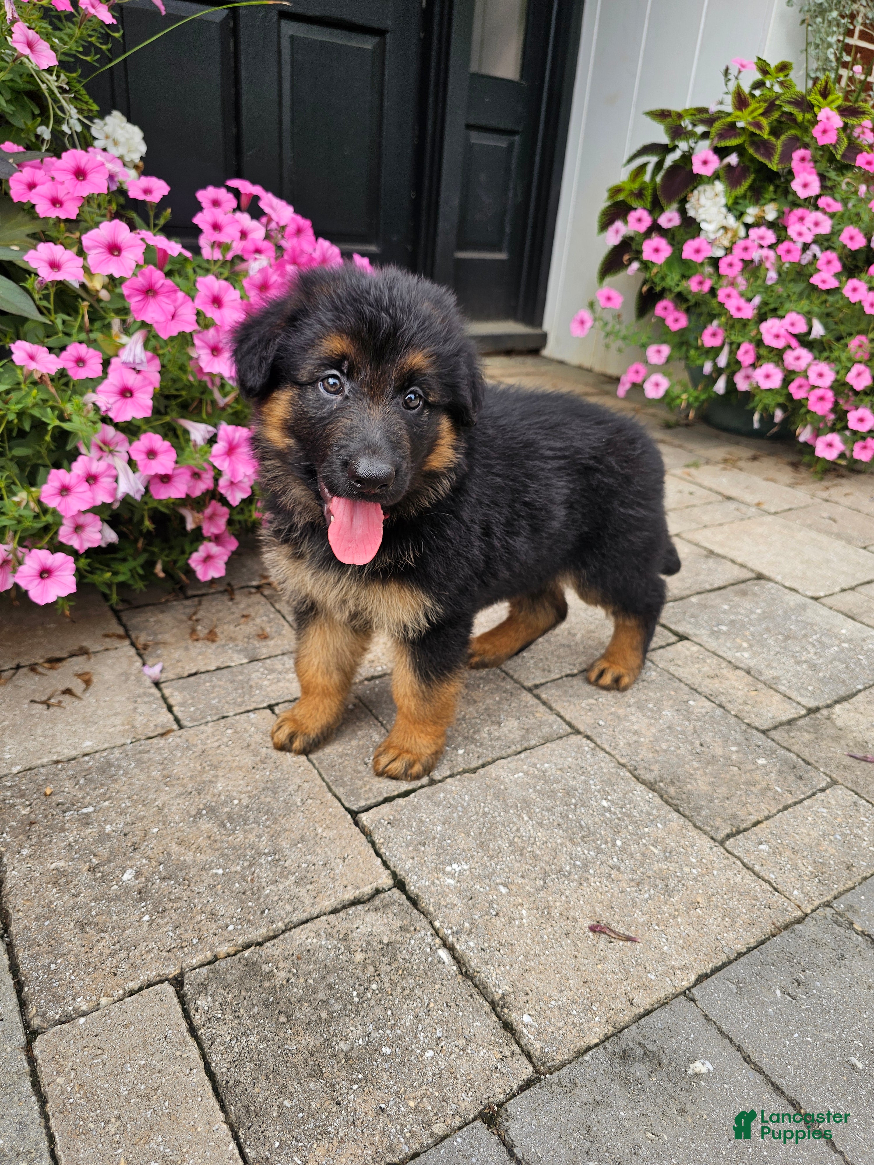 German Shepherd dogs Jenna - Ad 2