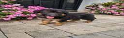 German Shepherd dogs for sale: Jenna - Ad 7