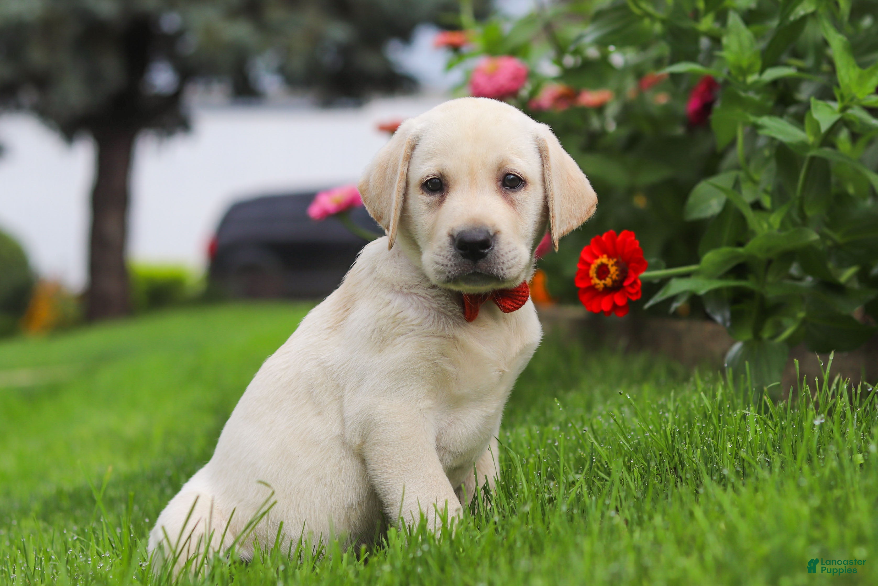 Labrador Retriever dogs Bobby - Ad 2