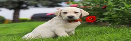 Labrador Retriever dogs for sale: Bobby - Ad 2