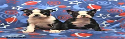 Boston Terrier dogs for sale: Lucky - Ad 3