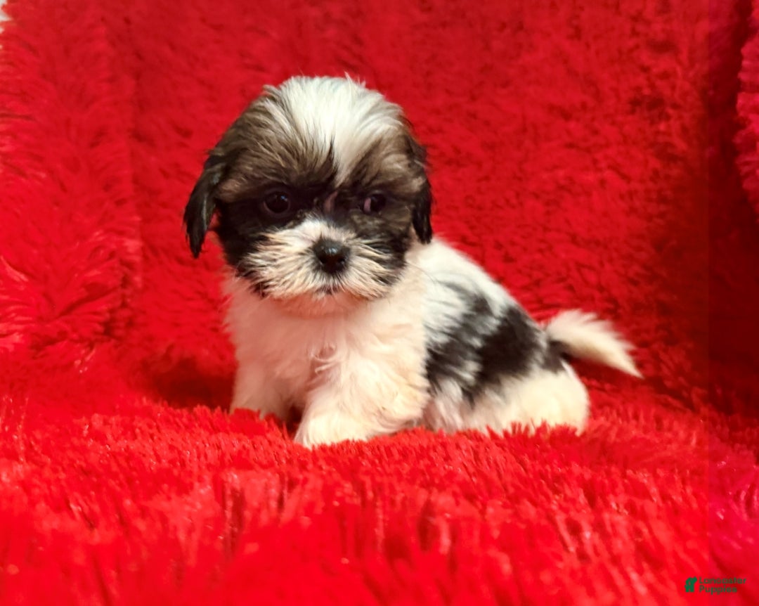 Malshi dogs for sale: Cole - Ad 1