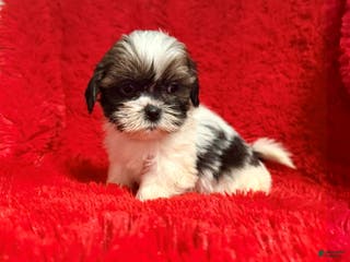 Malshi dogs Cole - Ad 3