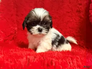 Malshi dogs Cole - Ad 2