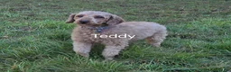 Cavapoo dogs for sale: Biscuit - Ad 11