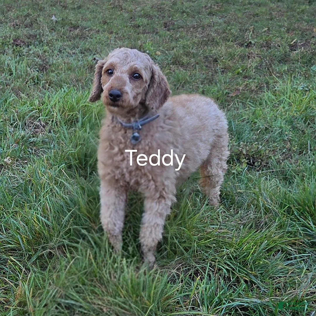 Cavapoo dogs for sale: Biscuit - Ad 11