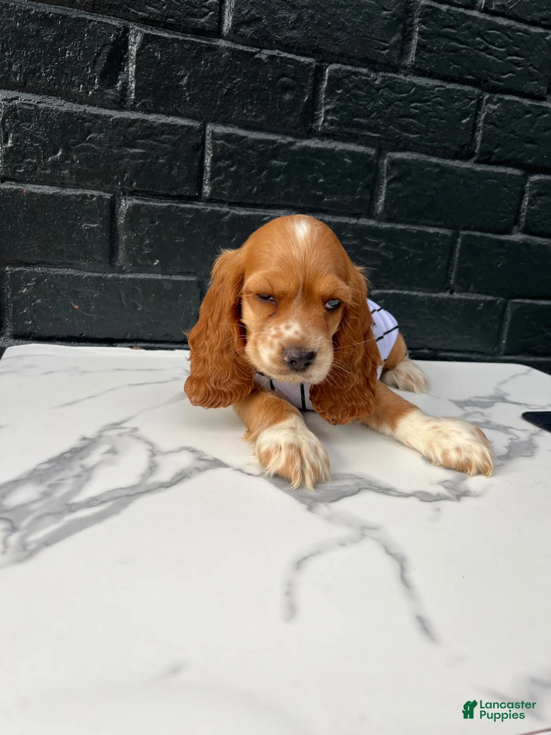 Cocker Spaniel dogs for sale: 🤎🤍  Toby 🤍🤎 - Ad 2