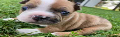 Reese