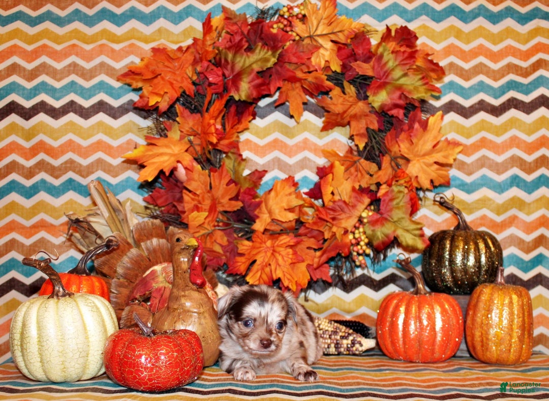 Chihuahua dogs for sale: Wynlee - Ad 2