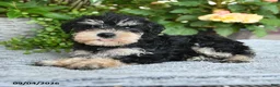 Miniature Schnauzer dogs for sale: Sheila - Ad 4