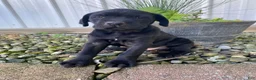 Cane Corso dogs for sale: Jordan - Ad 8
