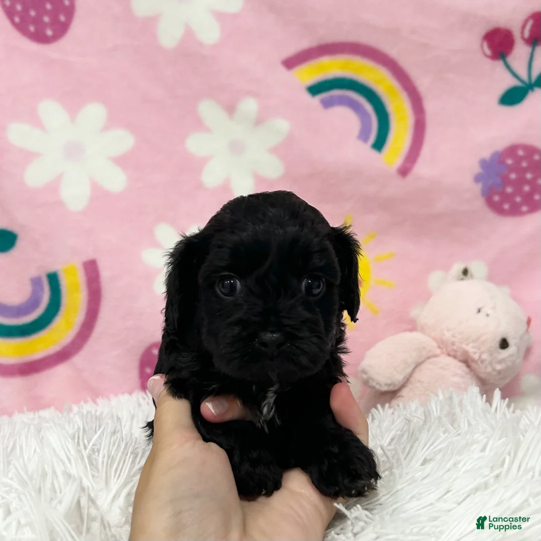 Cavapoo dogs for sale: Charlie - Ad 1