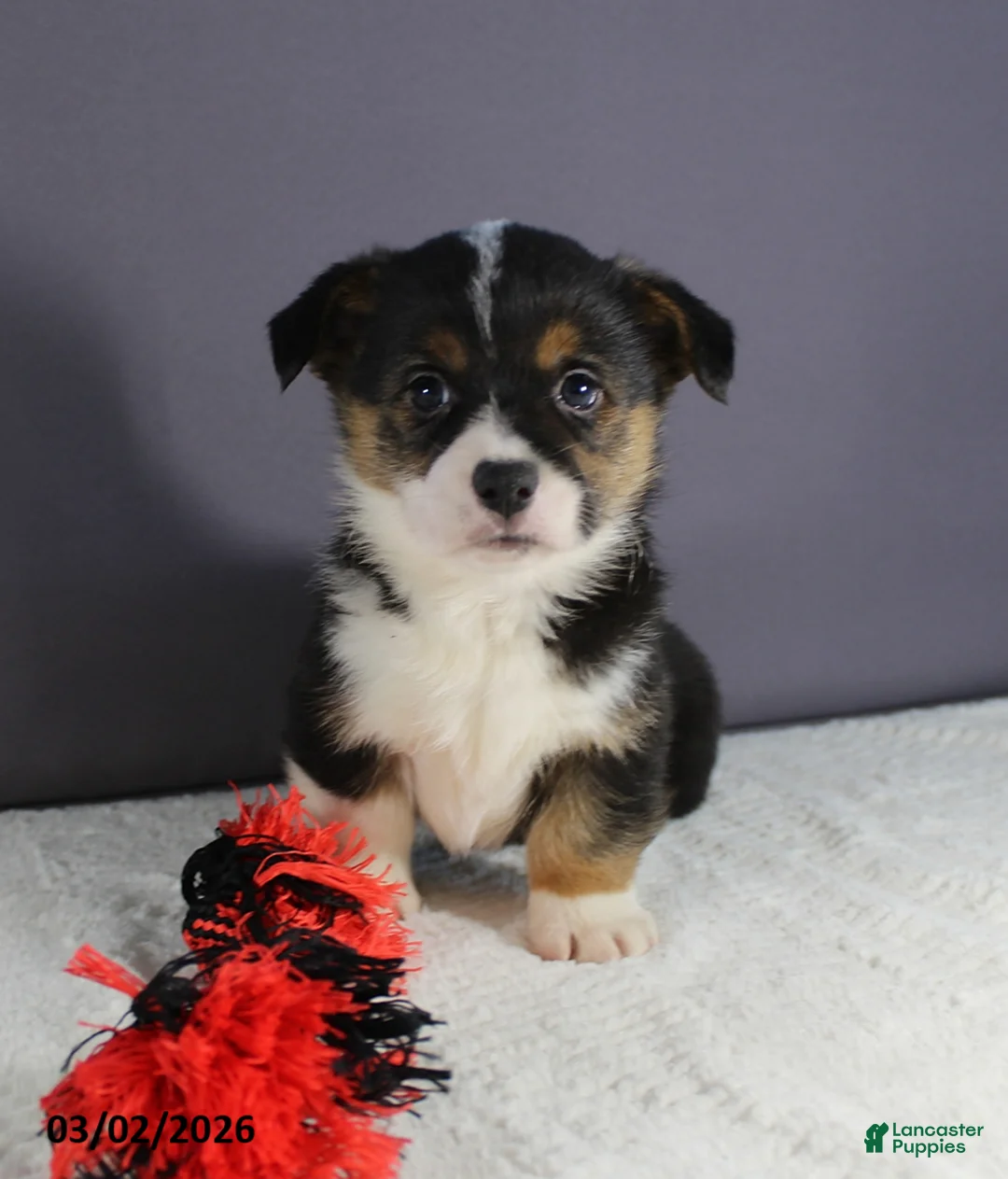 Welsh Corgi Pembroke dogs for sale: Rover - Ad 1