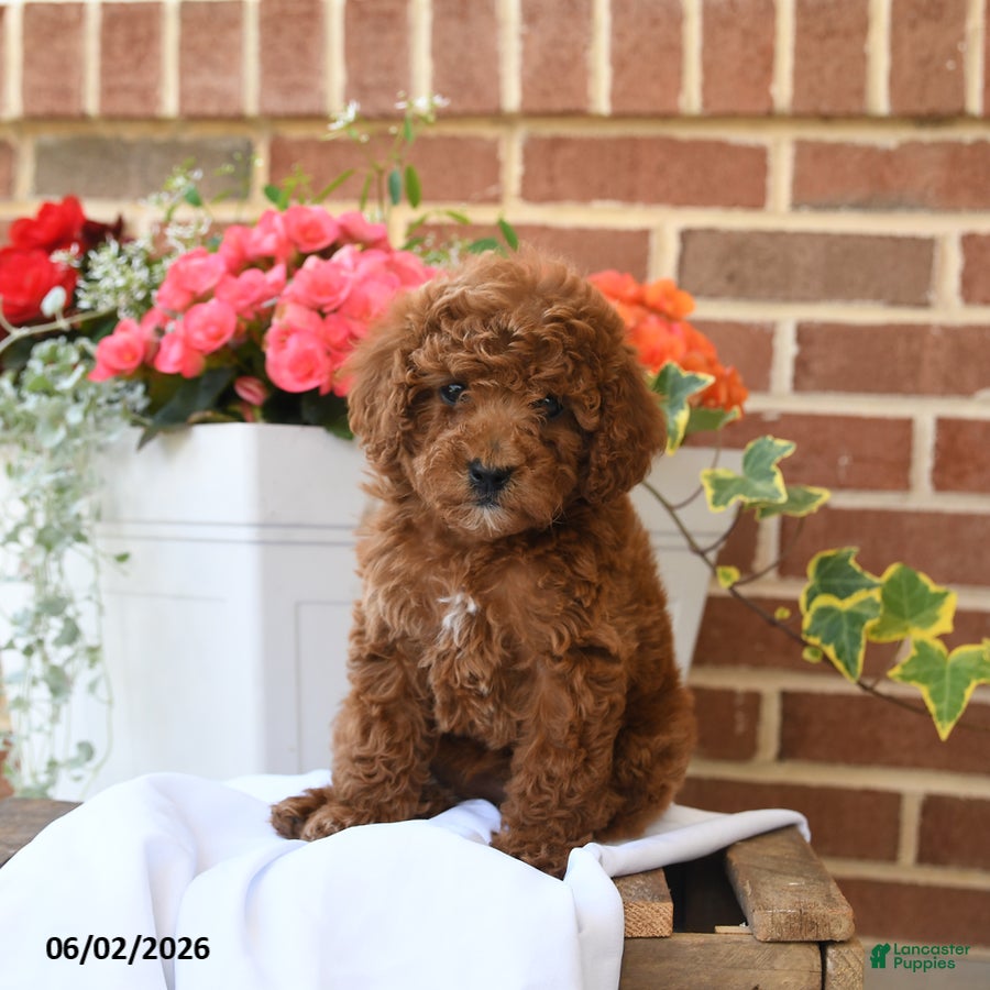 Miniature Poodle dogs Cupcake - Ad 2