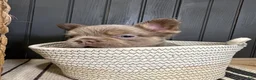 French Bulldog dogs for sale: Bentley - Ad 10