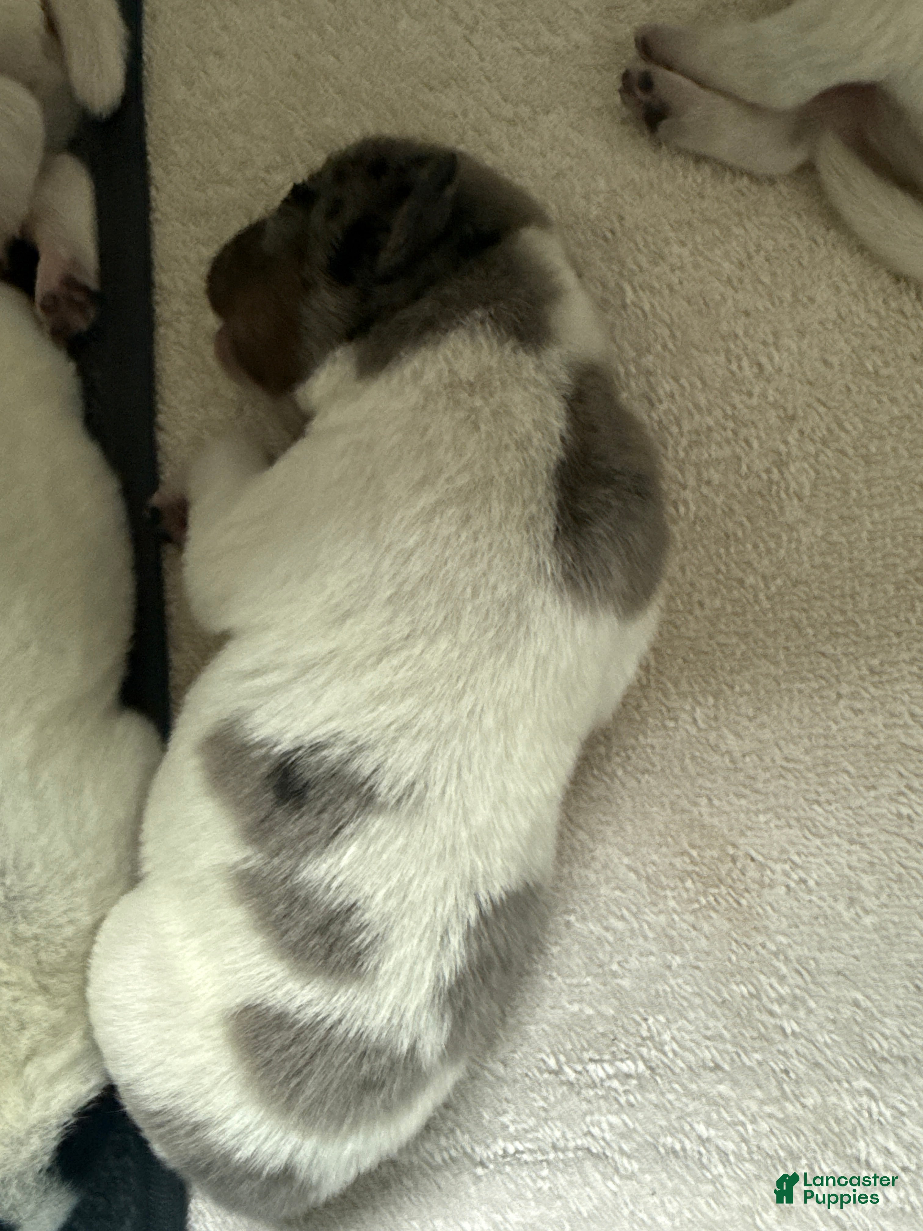 Australian Cattle Dog dogs Puppy 2 - Ad 42