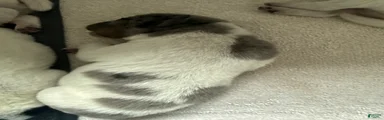 Puppy 2