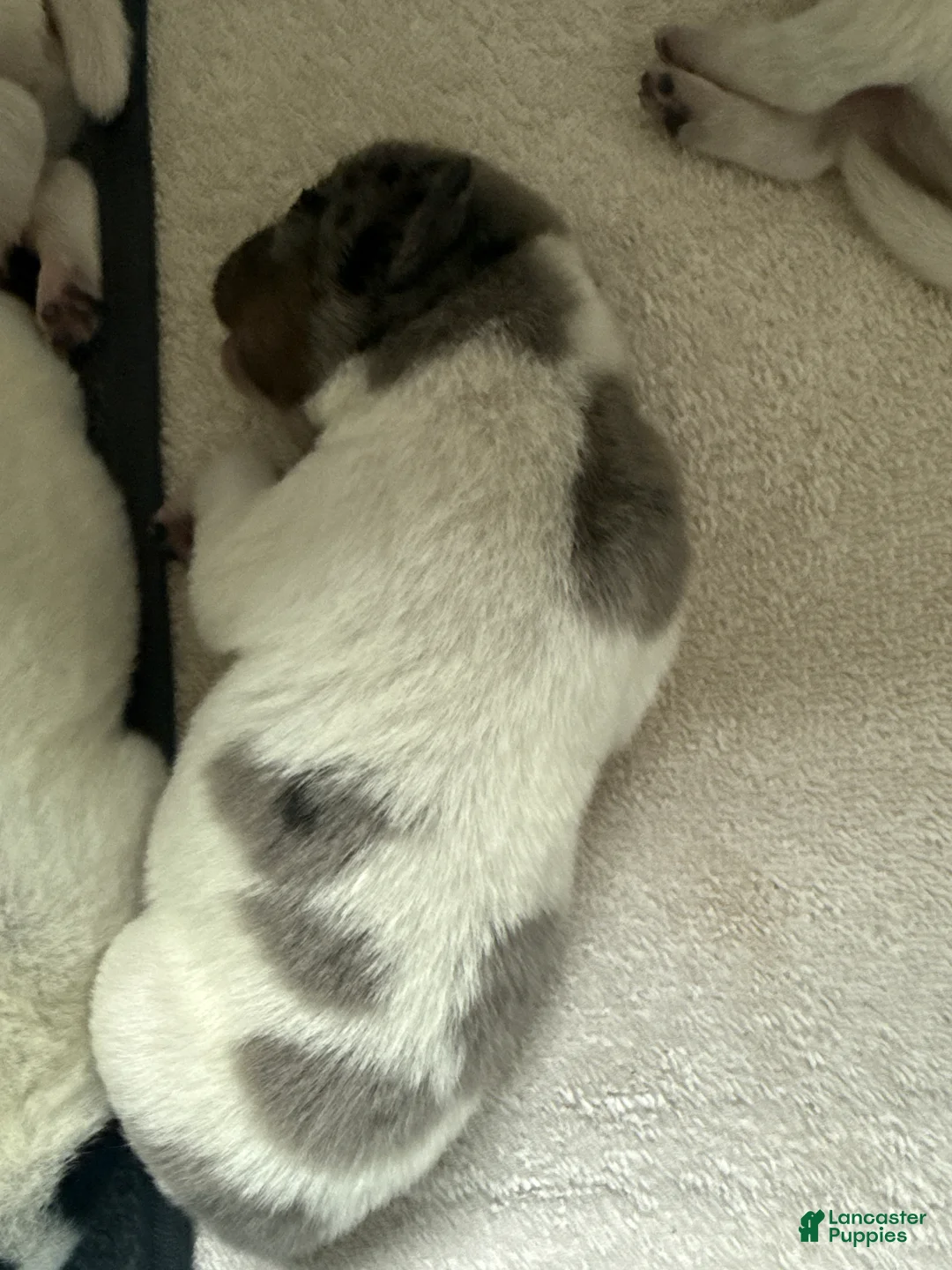 Australian Cattle Dog dogs for sale: Puppy 2 - Ad 1
