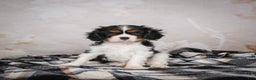 Cavalier King Charles Spaniel dogs for sale: Mia - Ad 1