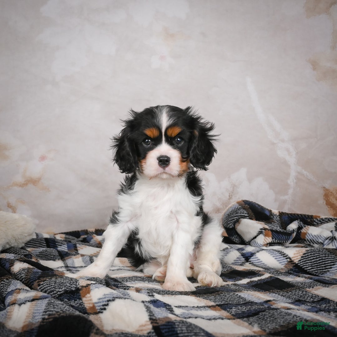 Cavalier King Charles Spaniel dogs for sale: Mia - Ad 1