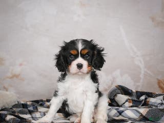 Cavalier King Charles Spaniel dogs Mia - Ad 30