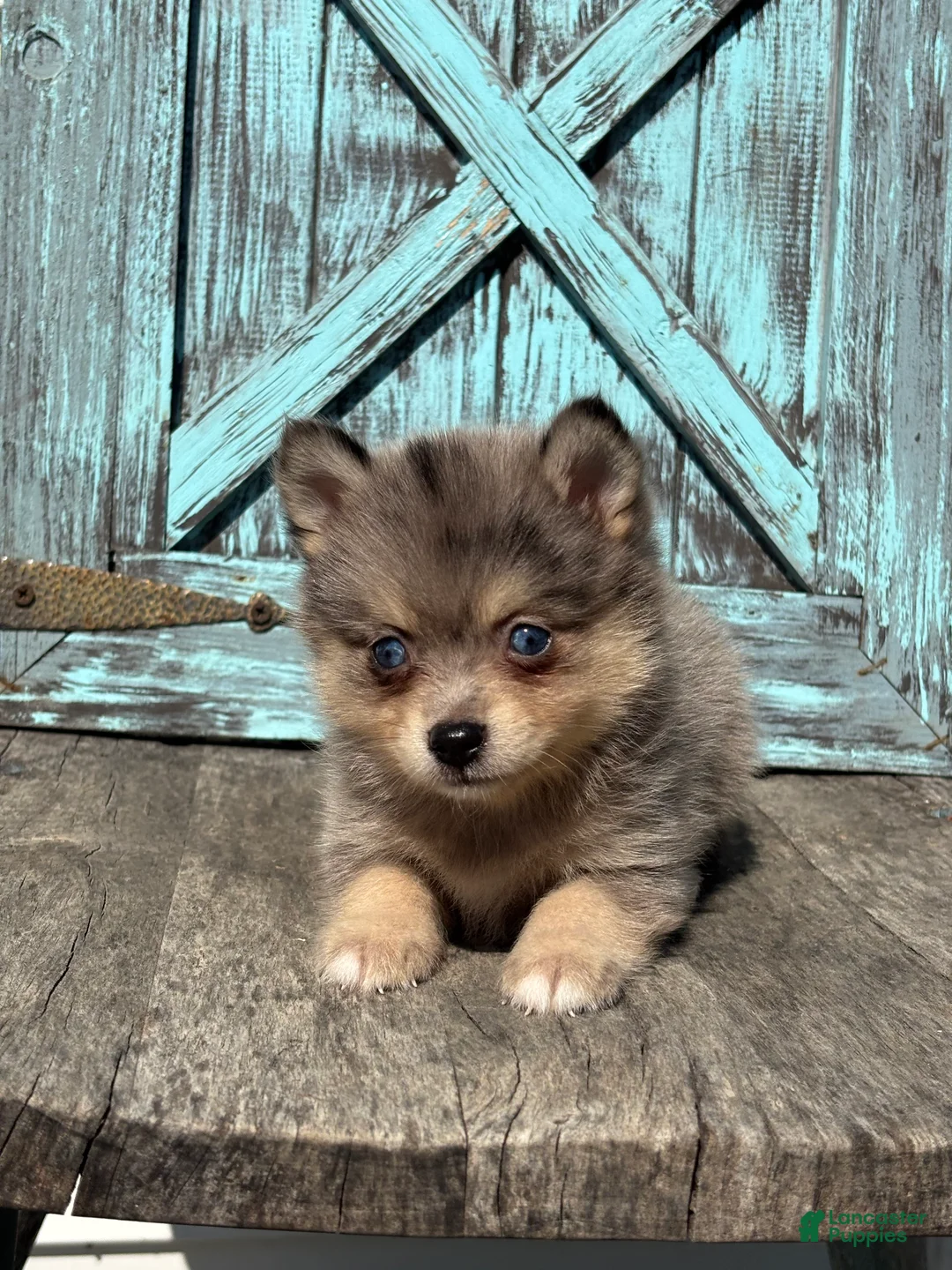 Pomsky dogs for sale: Glenda - Ad 2