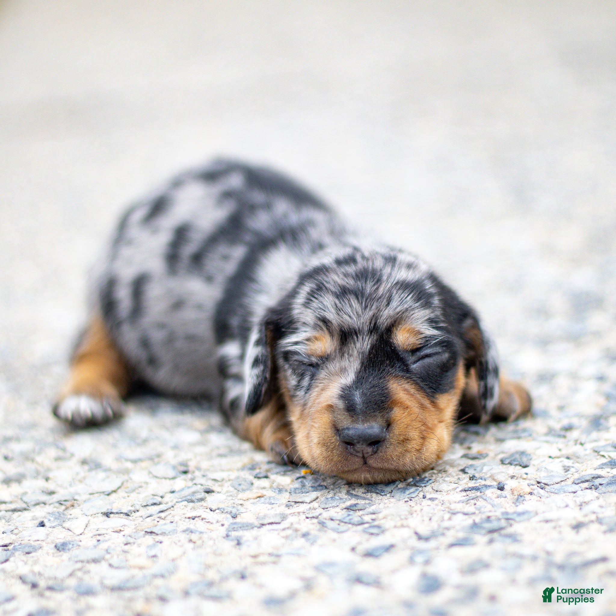 Miniature Dachshund dogs Colt Miniature Dachshund Puppy  - Ad 2