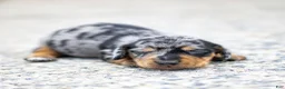 Miniature Dachshund dogs for sale: Colt Miniature Dachshund Puppy  - Ad 2