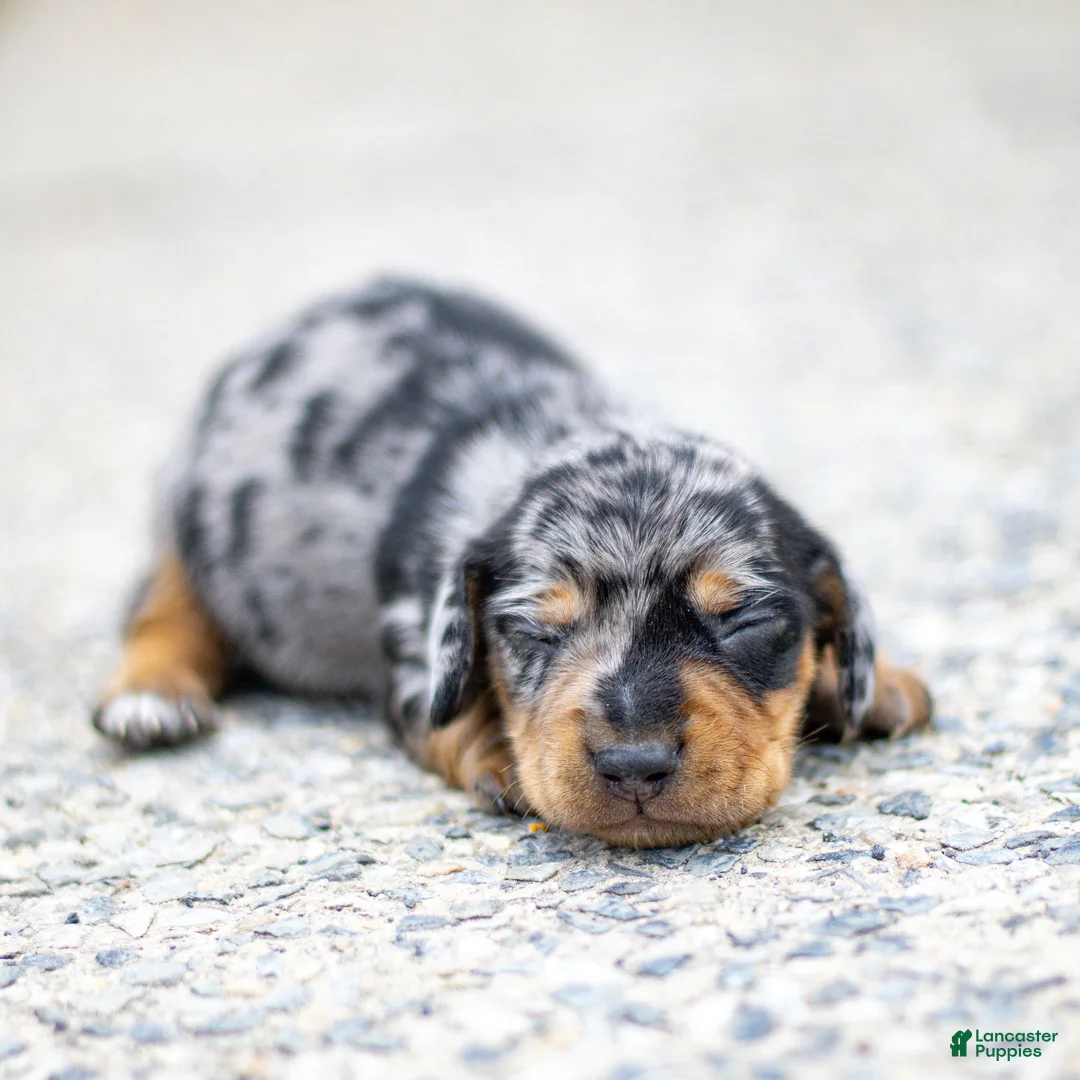 Miniature Dachshund dogs for sale: Colt Miniature Dachshund Puppy  - Ad 2