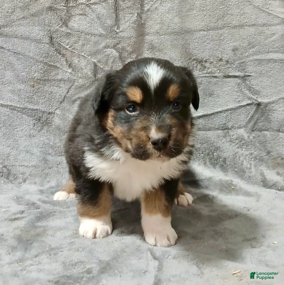 Australian Shepherd dogs for sale: Flynn - Ad 22