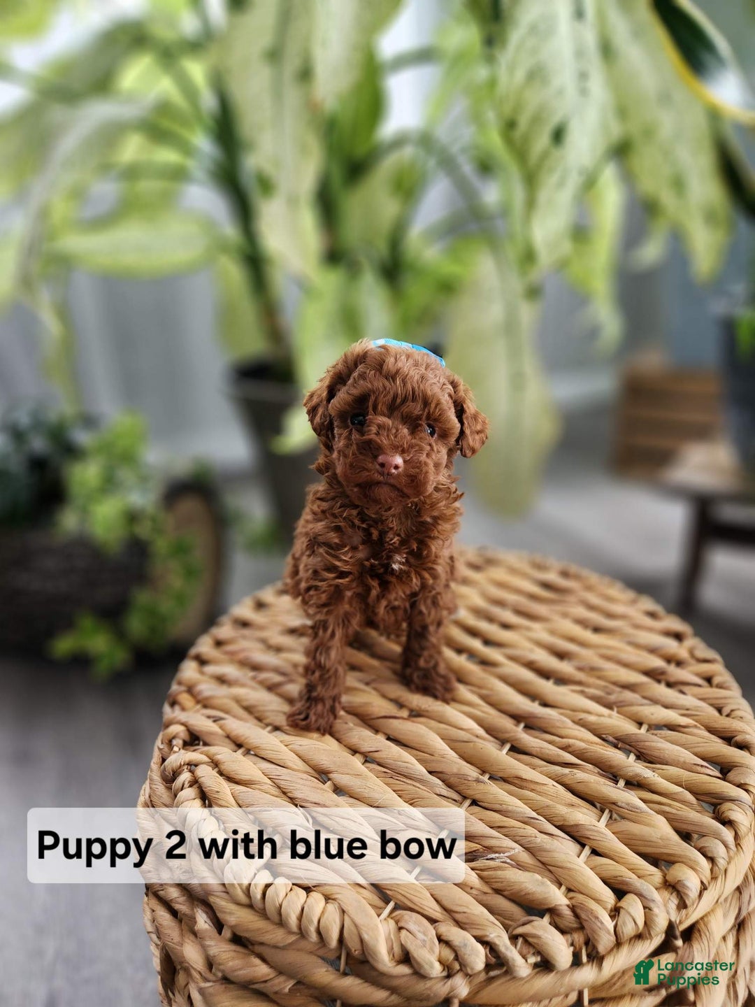 Toy Poodle dogs for sale: Cody -AKC GENETICALLY TESTED TOY POODLE - Ad 1