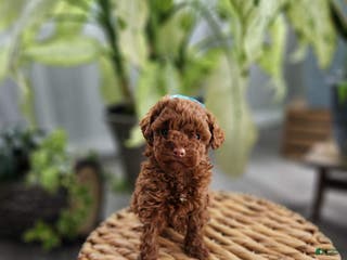 Toy Poodle dogs Cody -AKC GENETICALLY TESTED TOY POODLE - Ad 9