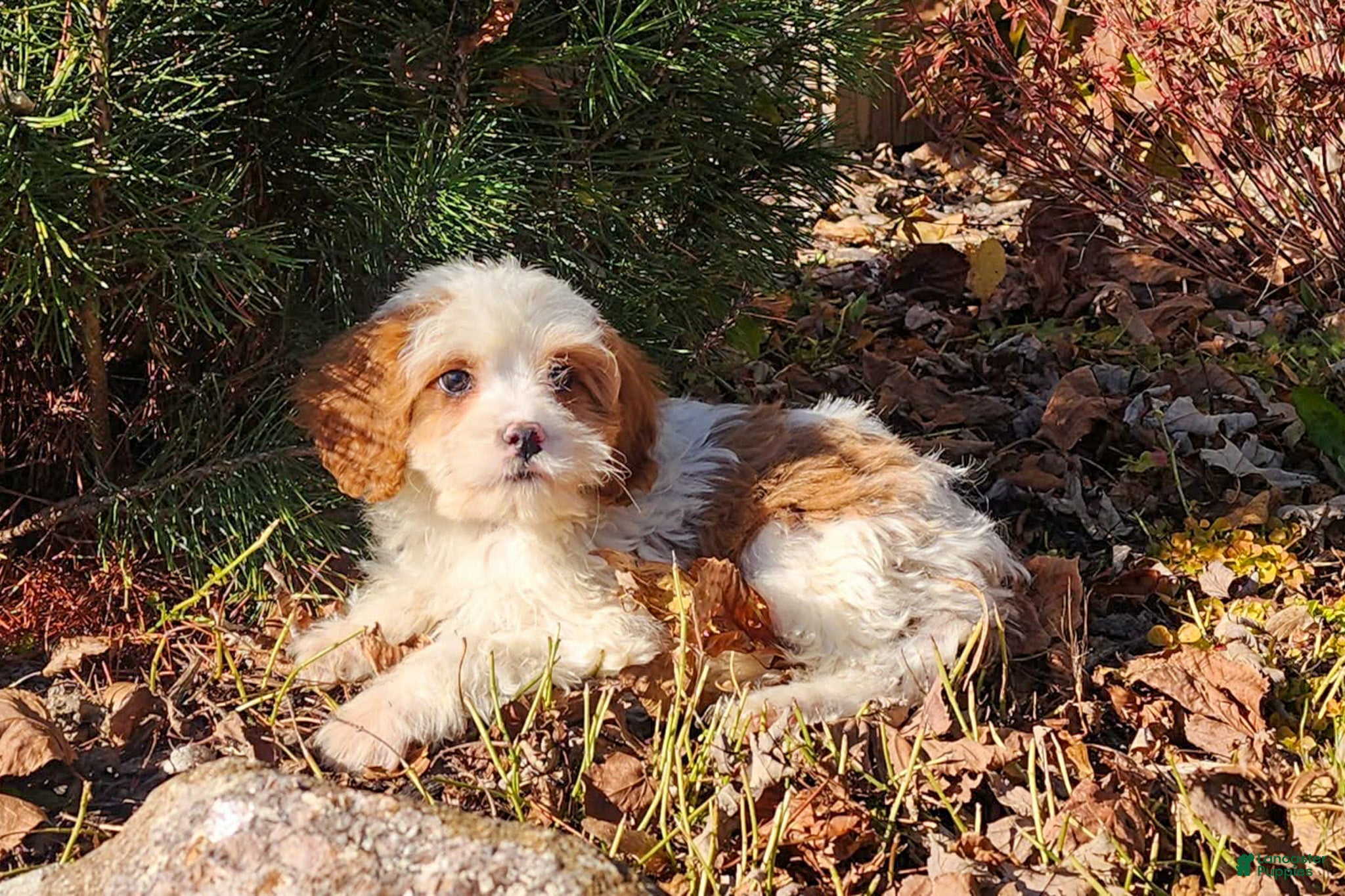 Cavapoo dogs Saffron - Ad 12