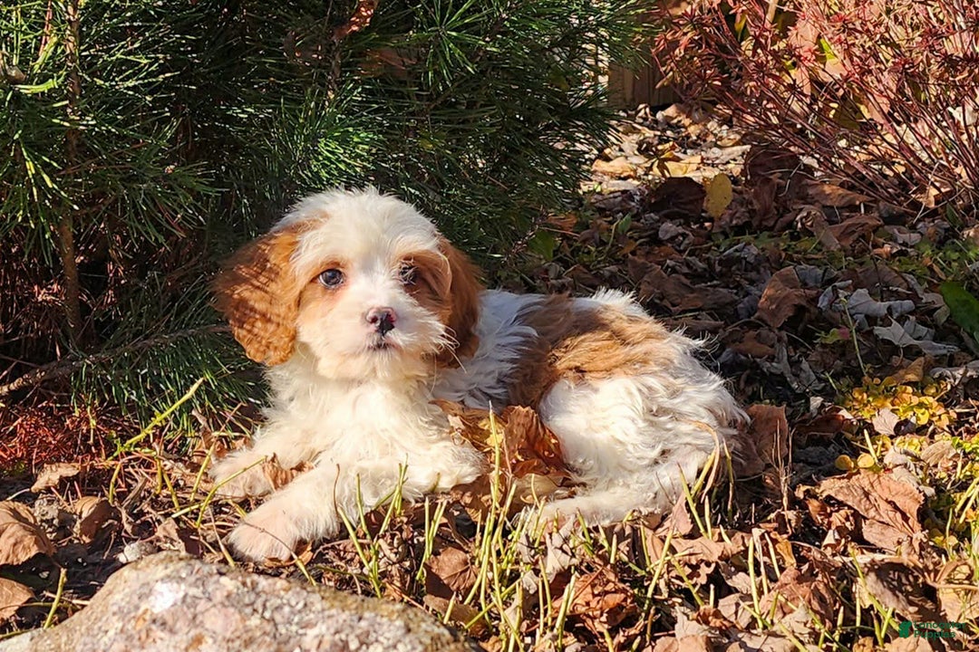Cavapoo dogs for sale: Saffron - Ad 1