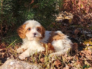 Cavapoo dogs Saffron - Ad 38