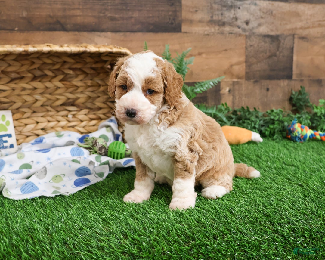 Mini Goldendoodle dogs for sale: Linguine  - Ad 2