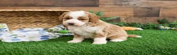 Mini Goldendoodle dogs for sale: Linguine  - Ad 8