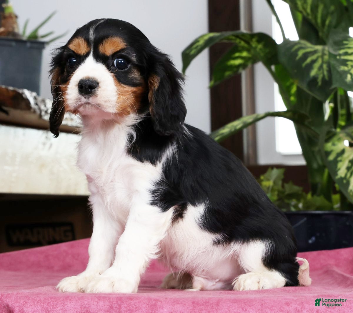 Cavalier King Charles Spaniel dogs Steven - Ad 1