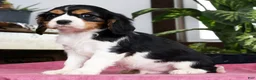 Cavalier King Charles Spaniel dogs for sale: Steven - Ad 1