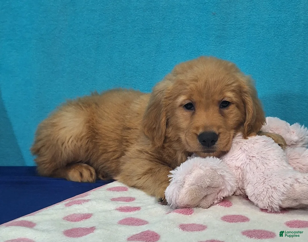 Golden Retriever dogs for sale: Henri - Ad 2