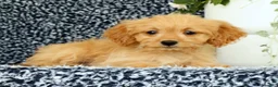 Cavapoo dogs for sale: Wyatt - Ad 4