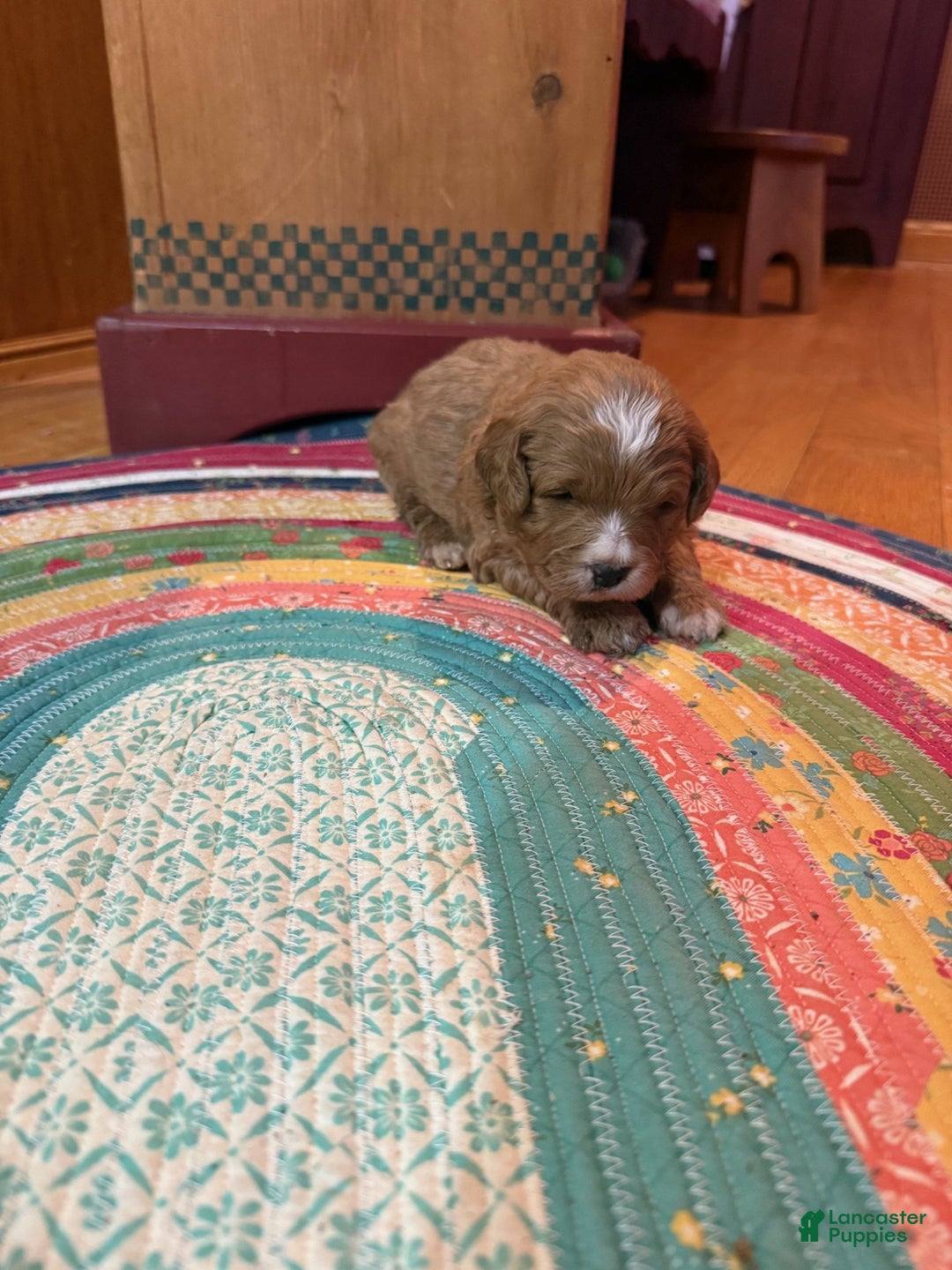 Mini Bernedoodle dogs for sale: Oliver - Ad 5