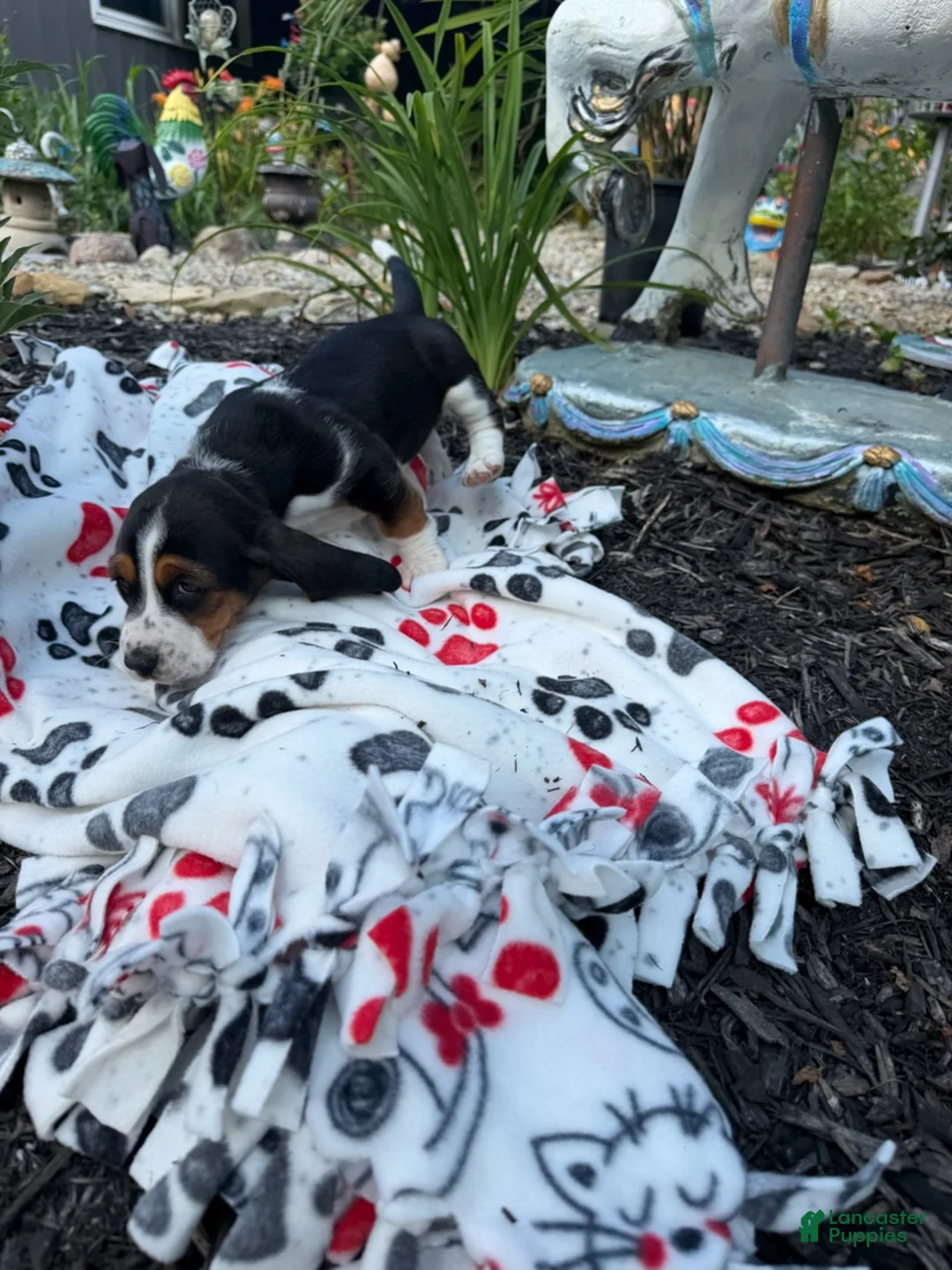 Basset Hound dogs for sale: Martha - Ad 2