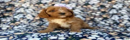 Cavapoo dogs for sale: Nessa - Ad 5