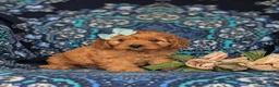 Cavapoo dogs for sale: Tori - Ad 3