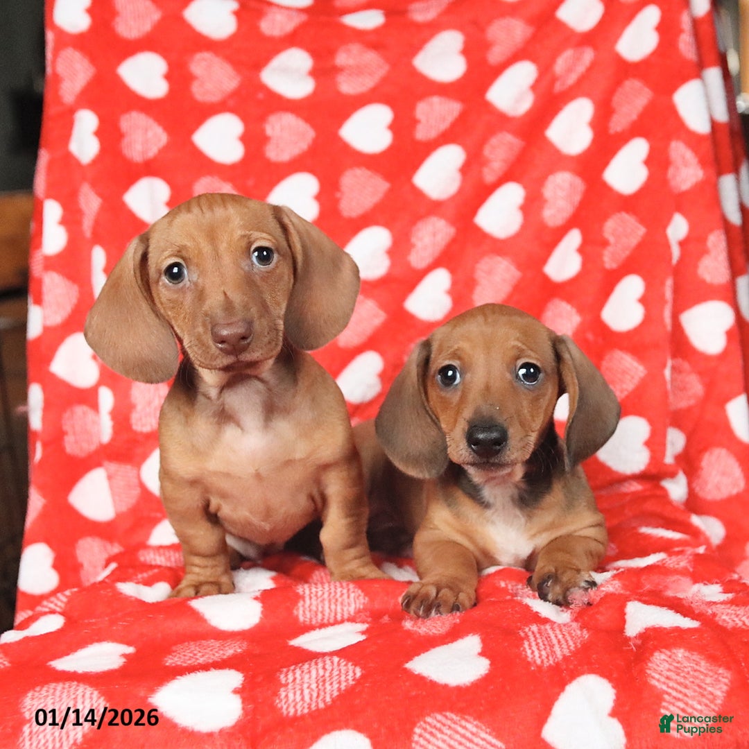 Miniature Dachshund dogs for sale: Jill - Ad 2