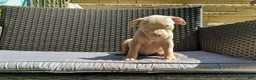 American Bully dogs for sale: American Bully 8 - Ad 3