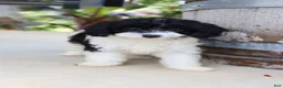 Cavapoo dogs for sale: Po'Boy - Ad 8
