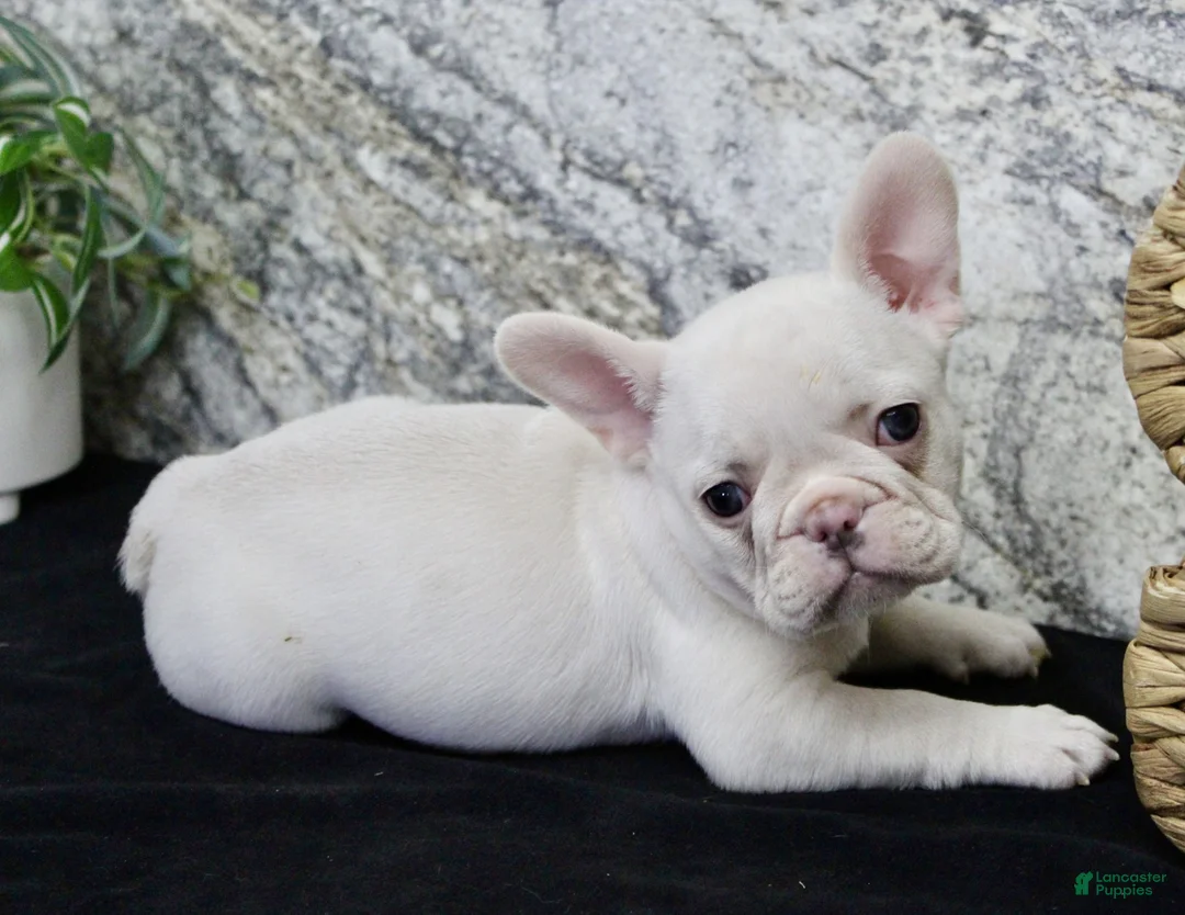 French Bulldog dogs for sale: Elsa - Ad 6